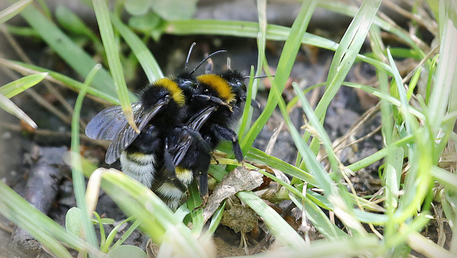 Le coucou du bombus....