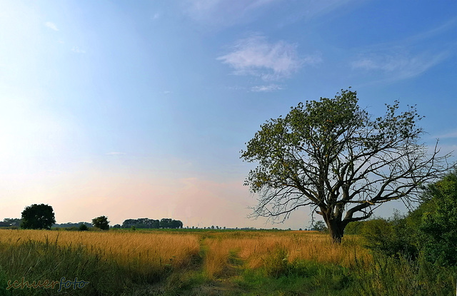 Abends im Benrader Feld