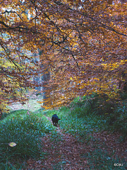 The Dunearn Burn walk - Earl of Moray's estate