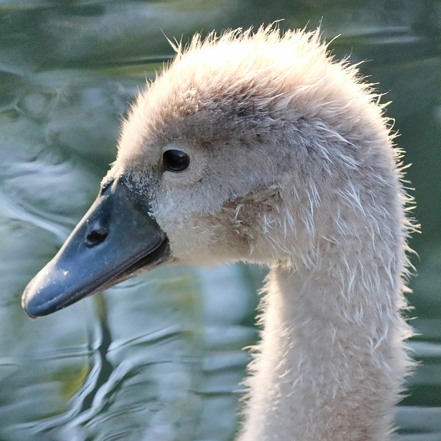 EOS 90D Peter Harriman 07 58 44 67253 cygnet dpp