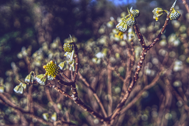 Paperbush