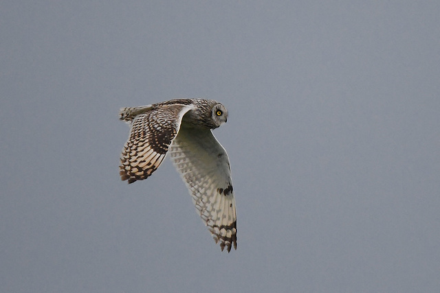 Sumpfohreule im Flug