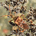 20221029 1974CPw [D~LIP] Amerikanische Kiefernwanze (Leptoglossus occidentalis) [Kiefern-Zapfenwanze], Gewöhnlicher Dost (Origanum vulgare), Bad Salzuflen