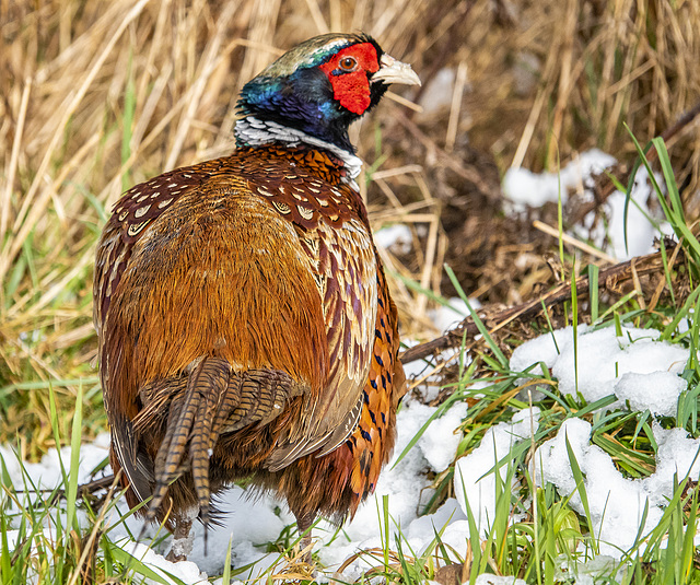 Pheasant