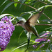 Female Ruby-throat Hummingbird