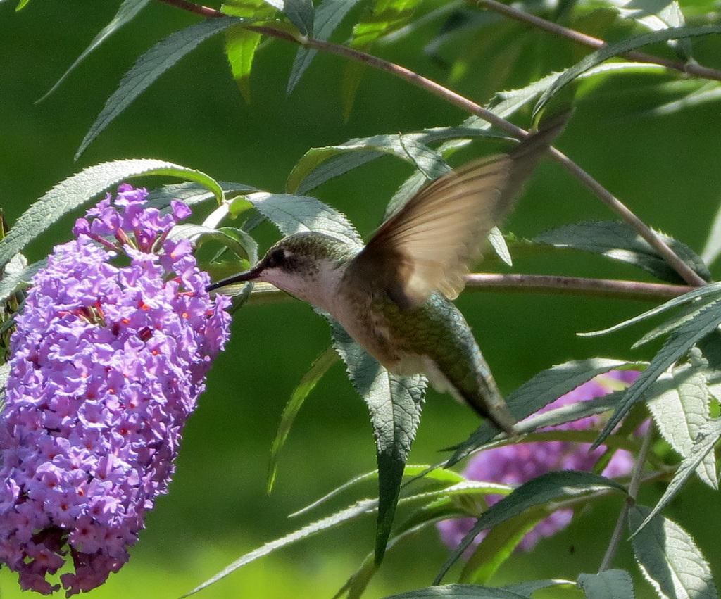 Female Ruby-throat Hummingbird