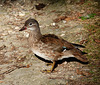 Mandarin duck