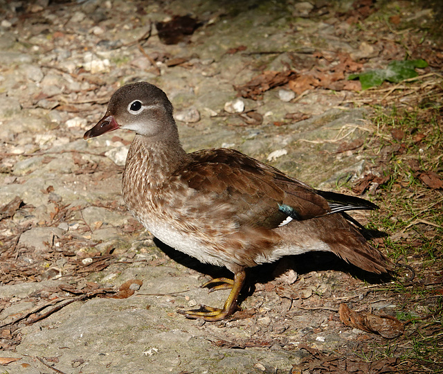 Mandarin duck