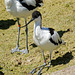 Avocet