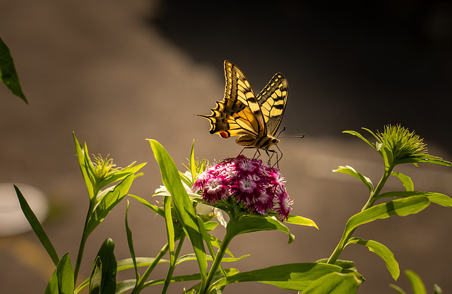Schwalbenschwanz (Papilio machaon)