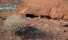 Wupatki Nat Mon Wupatki ruins (1620)