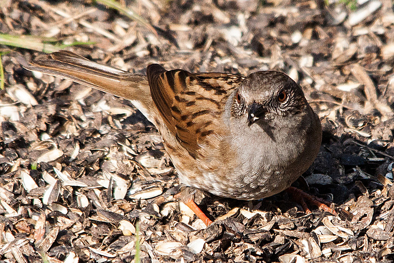 20150319 3575VRTw [D~RI] Heckenbraunelle (Prunella modularis) [m],  Rinteln