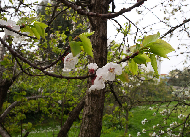 abricotier, cerisier, printemps