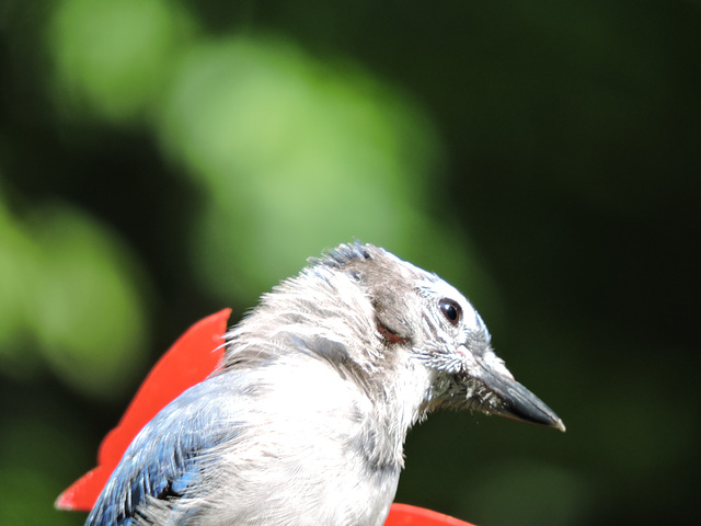 Blue Jays