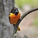 Baltimore Orioles