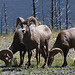 Bighorn Sheep