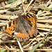 Butterfly IMG 1384