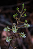Ponthieva racemosa (Hairy Shadow-witch orchid)