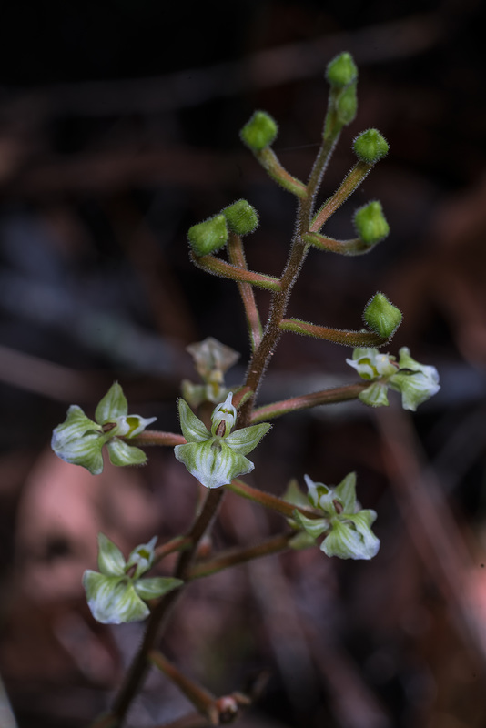 Ponthieva racemosa (Hairy Shadow-witch orchid)