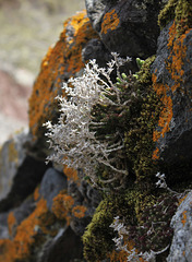 Vestiges de fin d'hiver