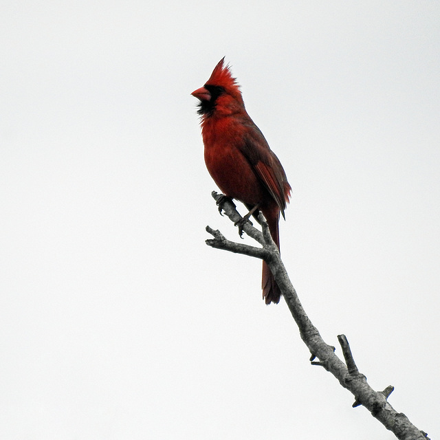 Day 2, Northern Cardinal male