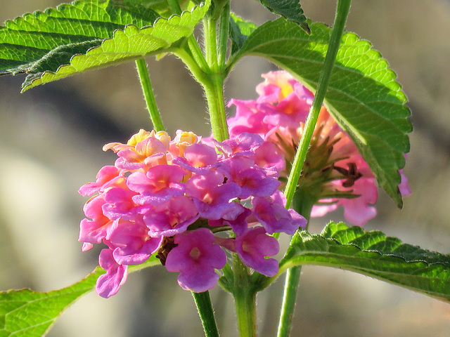 Day 4, Lantana, Sedge Wren area