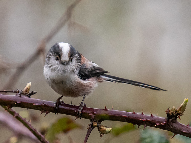 Long tailed tit