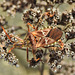 20221029 1975CPw [D~LIP] Amerikanische Kiefernwanze (Leptoglossus occidentalis) [Kiefern-Zapfenwanze], Gewöhnlicher Dost (Origanum vulgare), Bad Salzuflen