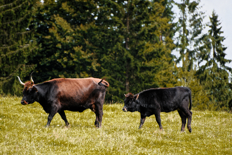 20230903_bayrischer Nationalpark und Tierpark Straubing