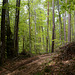 Bulgaria, Wild Forest in the Bear Sanctuary Belitsa