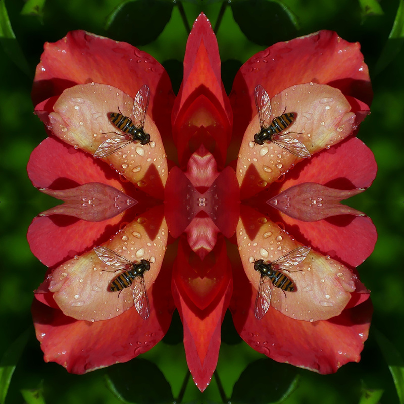 Collage
