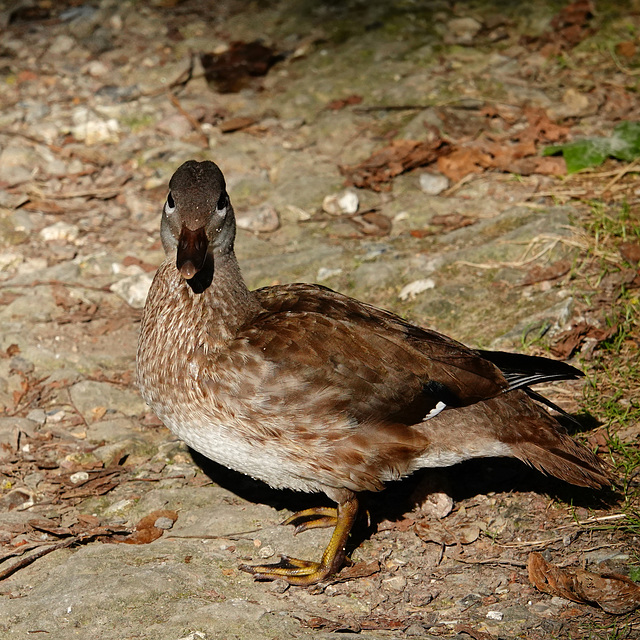 Mandarin duck