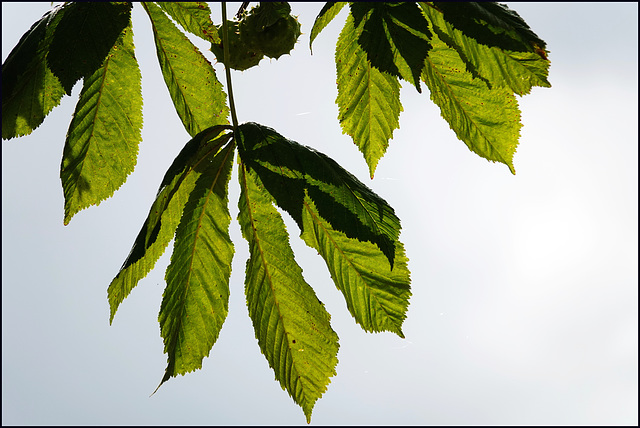 Blätter vom Baum nebenan