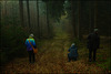 Im Nebelwald