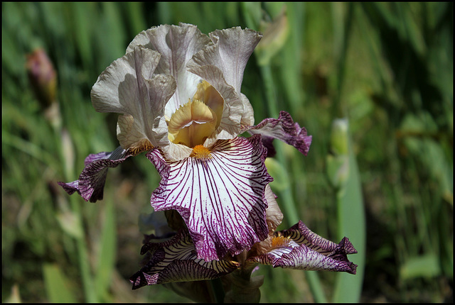 Iris Picadilly Circus (2)