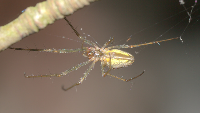 IMG 4959Spider Perival Nature Reserve 30th May 2015Canon550