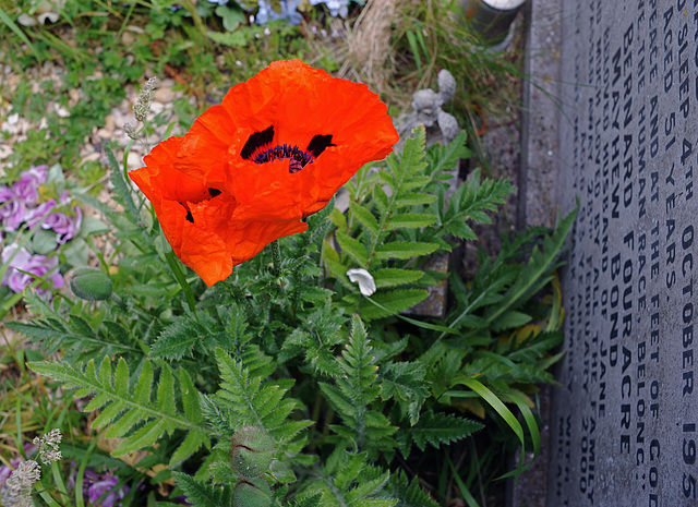 A Poppy on a Grave