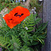 A Poppy on a Grave