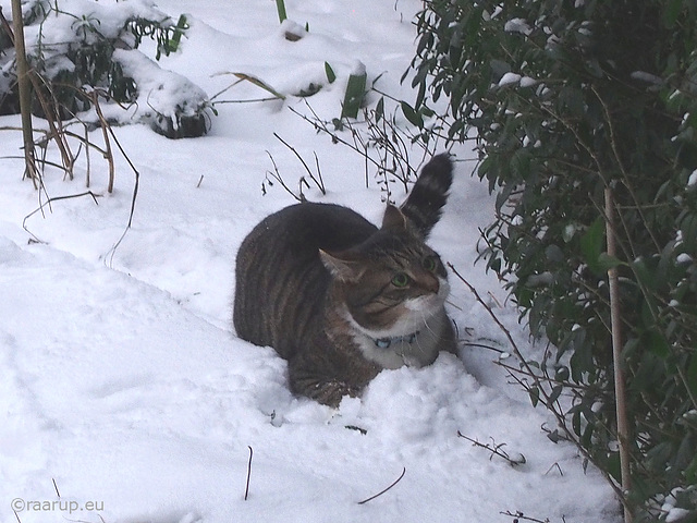 Bastian - a feline snowplow, 1