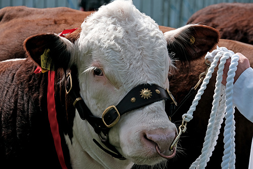Cranleigh Show 2016 XPro2 50-230mm Bull 1