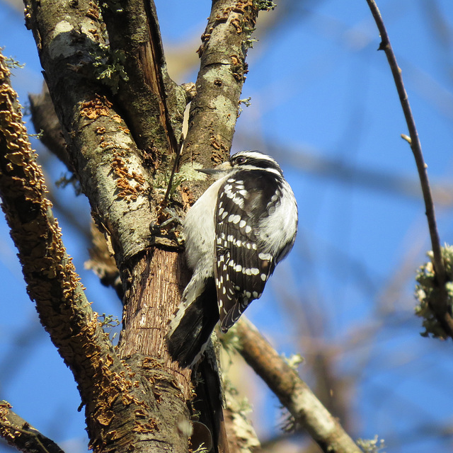 Downy woodpecker