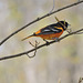 Baltimore Orioles