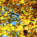 Goldener Oktober - Herbstlaub (PIP)