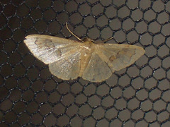 Tb032 Acratodes praepeditaria