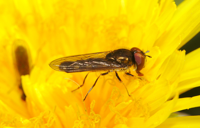 Hoverfly IMG_1379