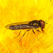 Hoverfly IMG_1379