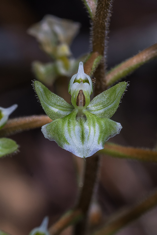 Ponthieva racemosa (Hairy Shadow-witch orchid)