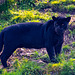 Panther