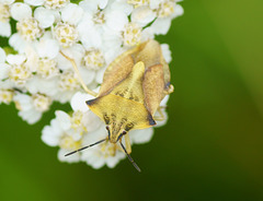 Blattwanze auf Schafgarbe