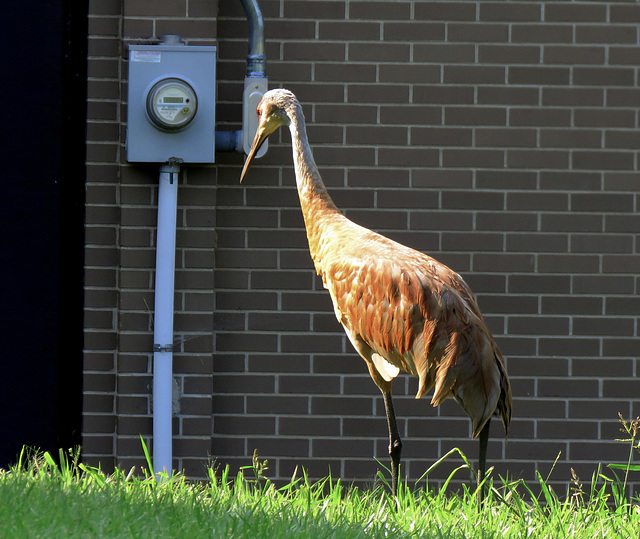 The new meter reader.